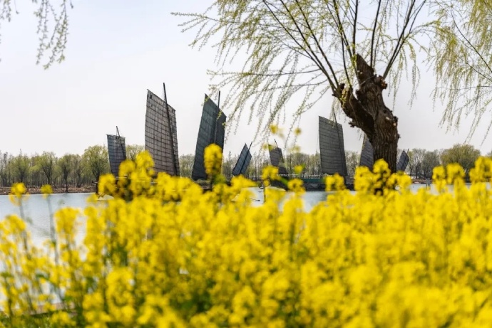 这些地方油菜花已上线！浪漫大片等你来拍