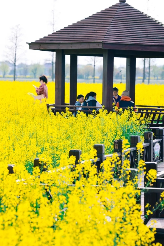 暖村油菜花海已开放！千万别错过最佳赏花时间