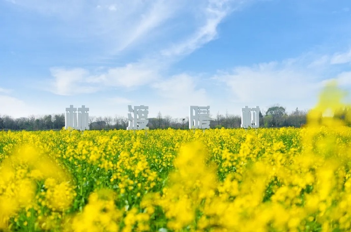 暖村油菜花海已开放！千万别错过最佳赏花时间