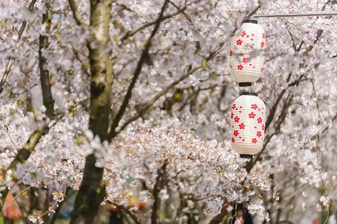 太湖园博园·湖畔花语国风樱花节浪漫来袭！