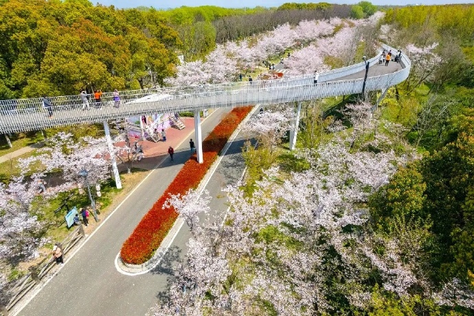 太湖园博园·湖畔花语国风樱花节浪漫来袭！