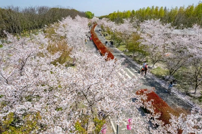 太湖园博园·湖畔花语国风樱花节浪漫来袭！