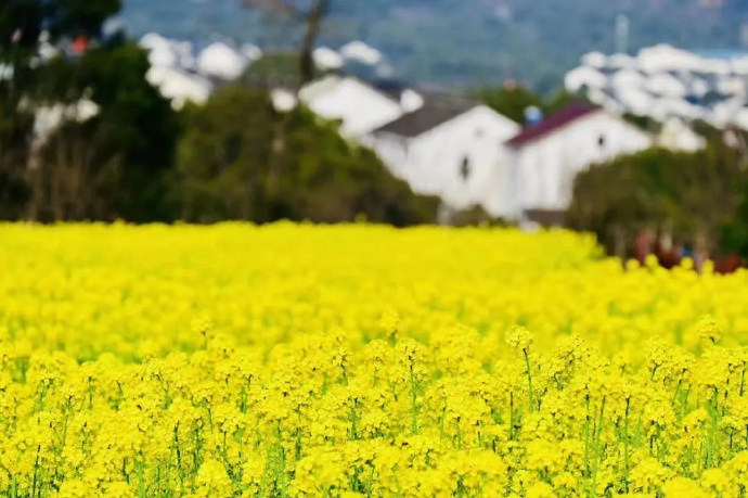 漫山岛油菜花开，浪漫进行时