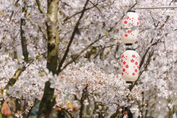 旅游专线已开通！来这里开启樱花浪漫之旅