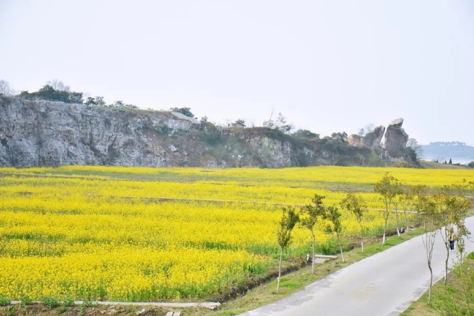 这里靠山环太湖，油菜花开正盛，快来打卡！