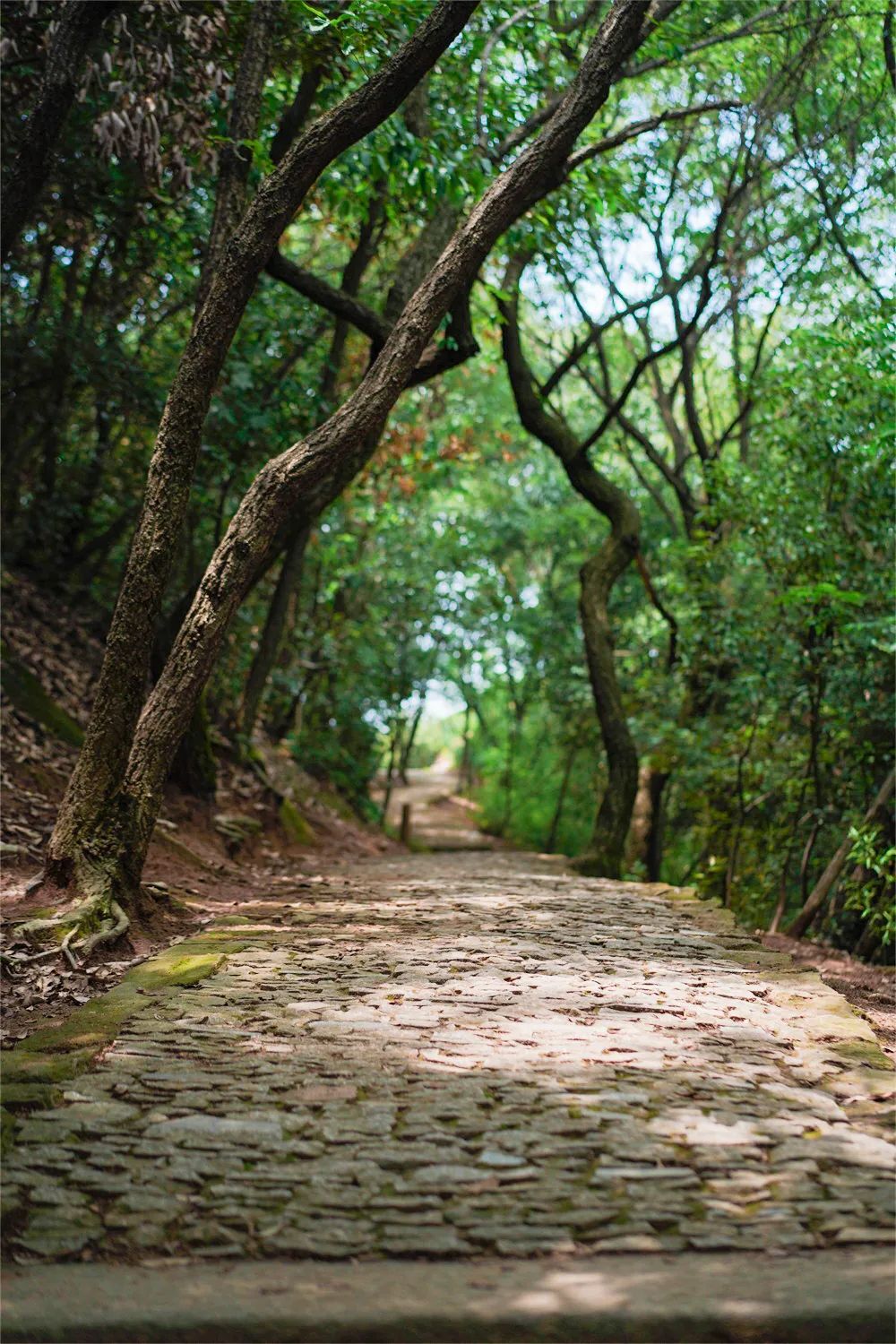 周末去爬山，登高揽春意~