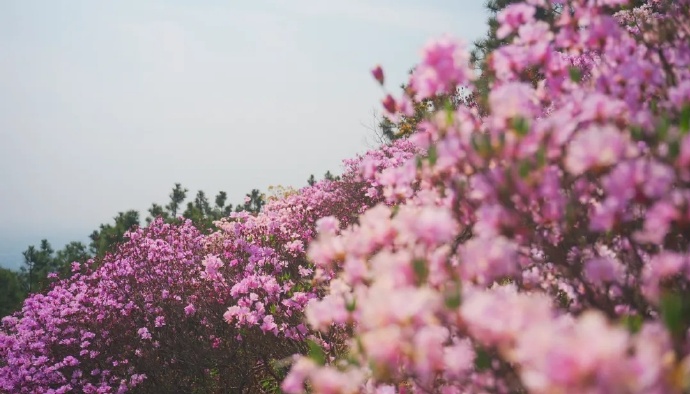 芳菲四月，这里杜鹃花开满山红