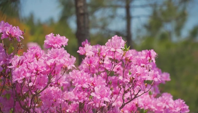 芳菲四月，这里杜鹃花开满山红