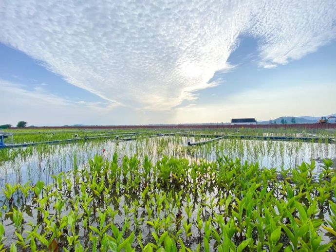 消夏湾湿地公园