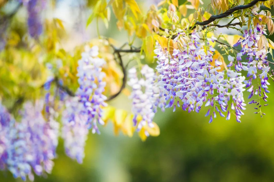 ꕥ春光正盛，一起去追这些ꕥ花花ꕥ呀~