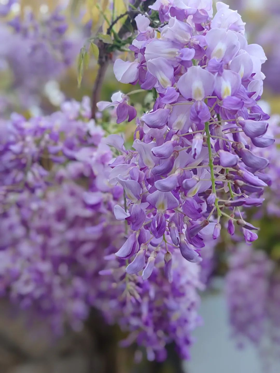 ꕥ春光正盛，一起去追这些ꕥ花花ꕥ呀~