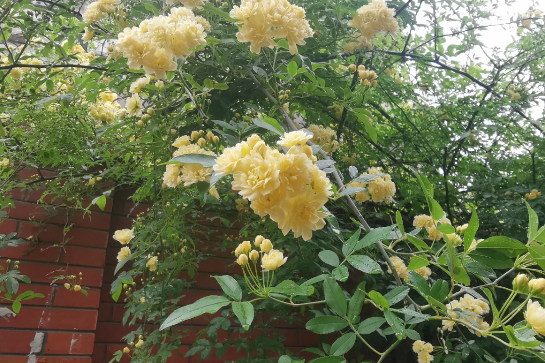 ꕥ春光正盛，一起去追这些ꕥ花花ꕥ呀~