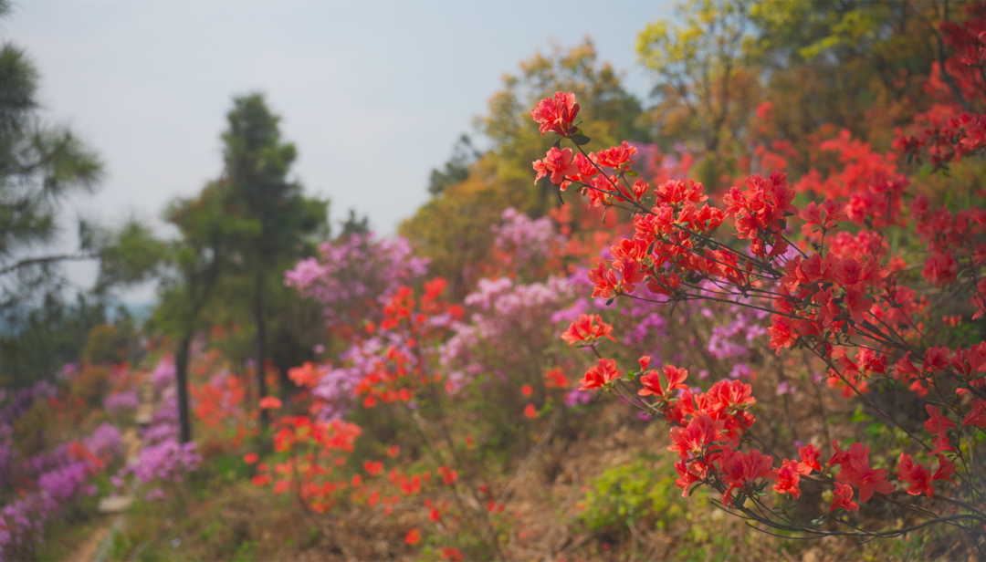 ꕥ春光正盛，一起去追这些ꕥ花花ꕥ呀~