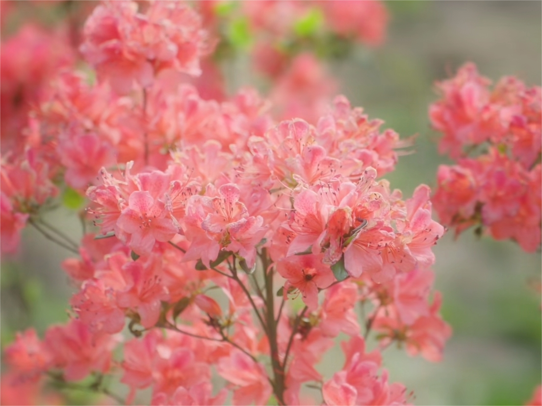 ꕥ春光正盛，一起去追这些ꕥ花花ꕥ呀~