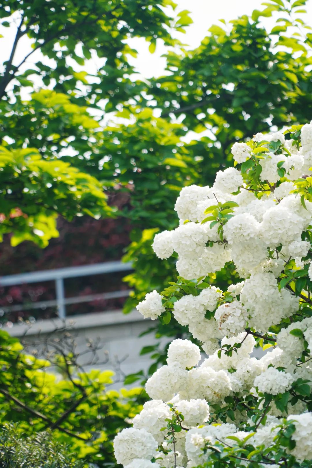 ꕥ春光正盛，一起去追这些ꕥ花花ꕥ呀~