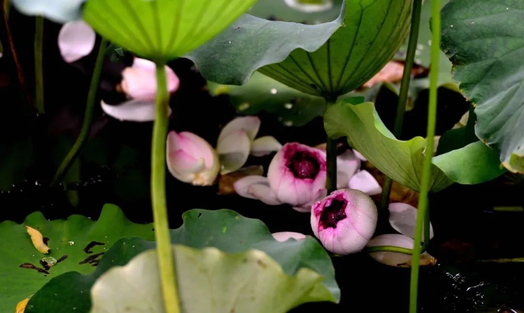 竟有千瓣莲花？就在吴中这里……