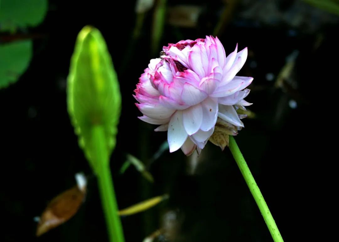 竟有千瓣莲花？就在吴中这里……