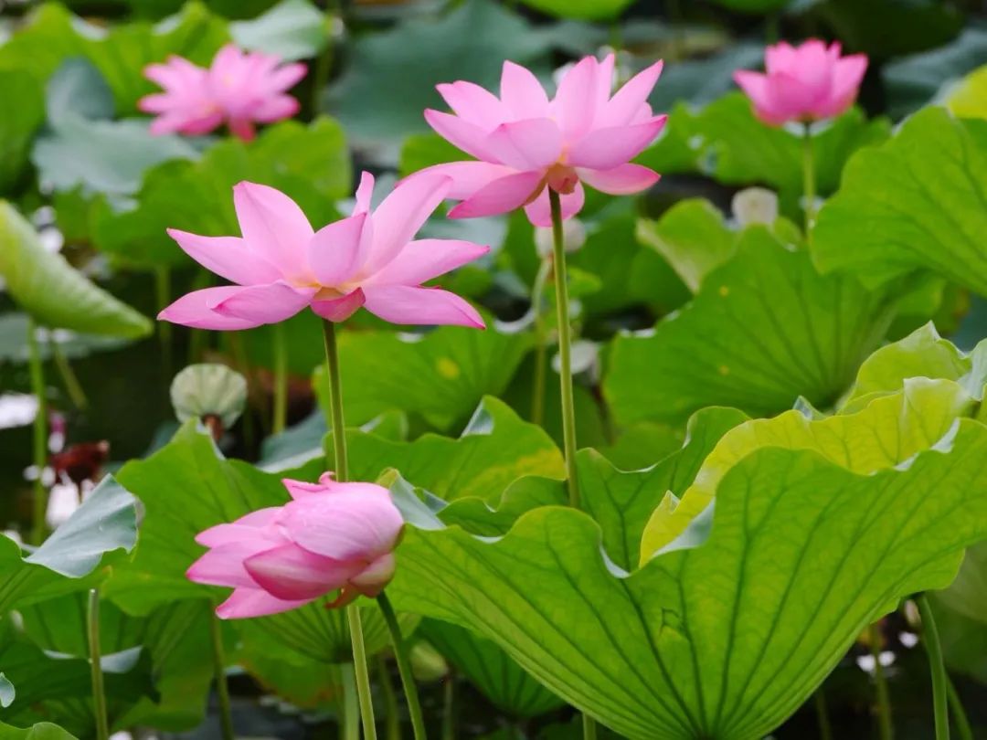 竟有千瓣莲花？就在吴中这里……