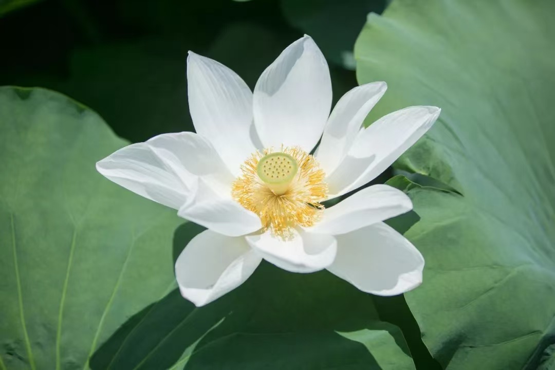 美翻了！石公山白荷盛放~