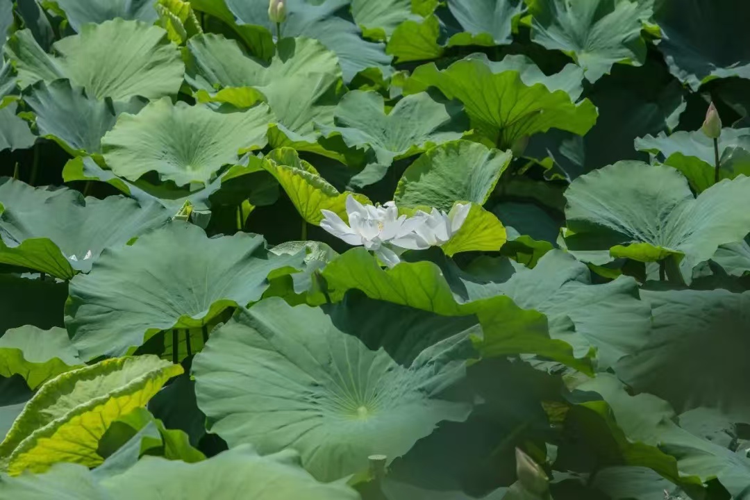 美翻了！石公山白荷盛放~