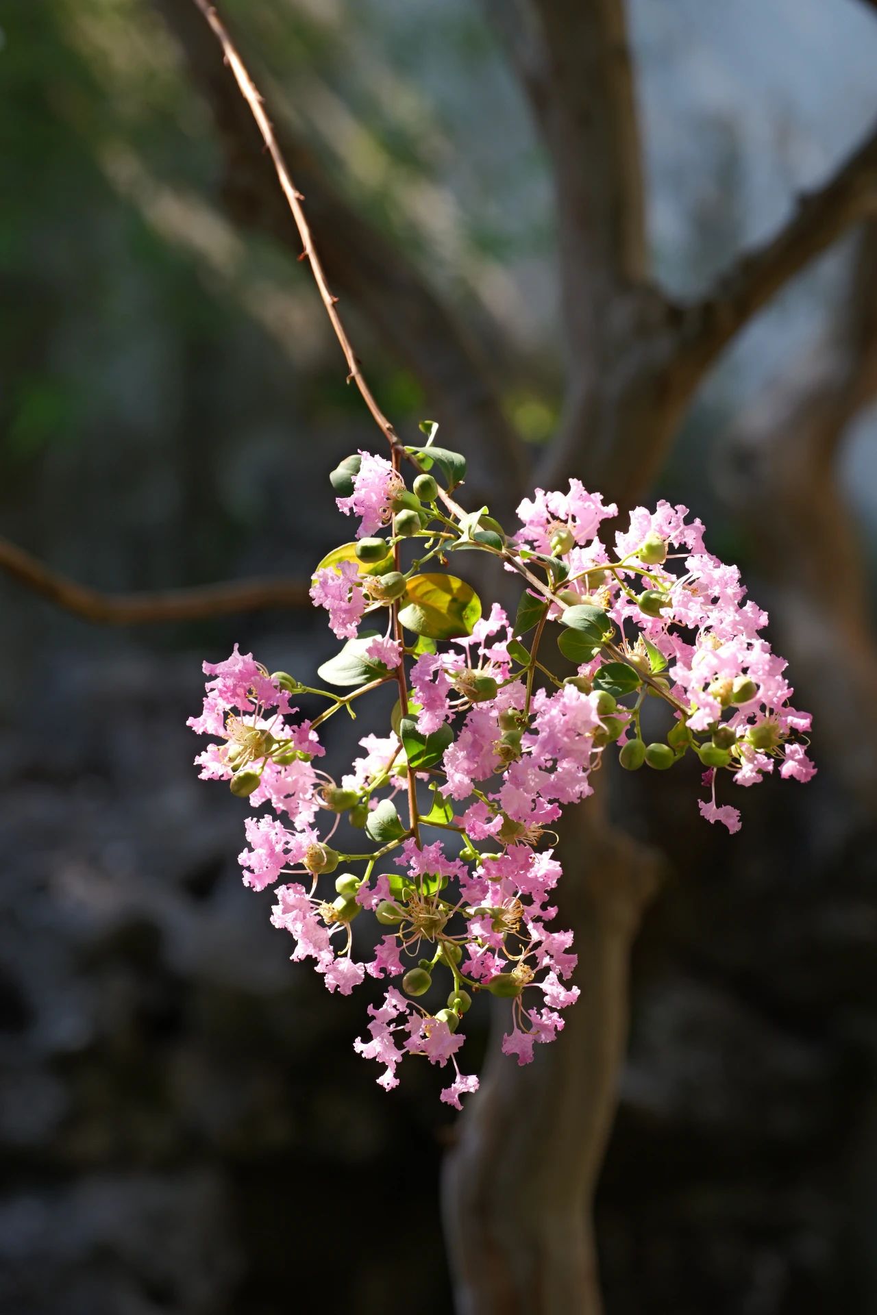 紫薇花开，来西山岛邂逅姹紫嫣红的浪漫→