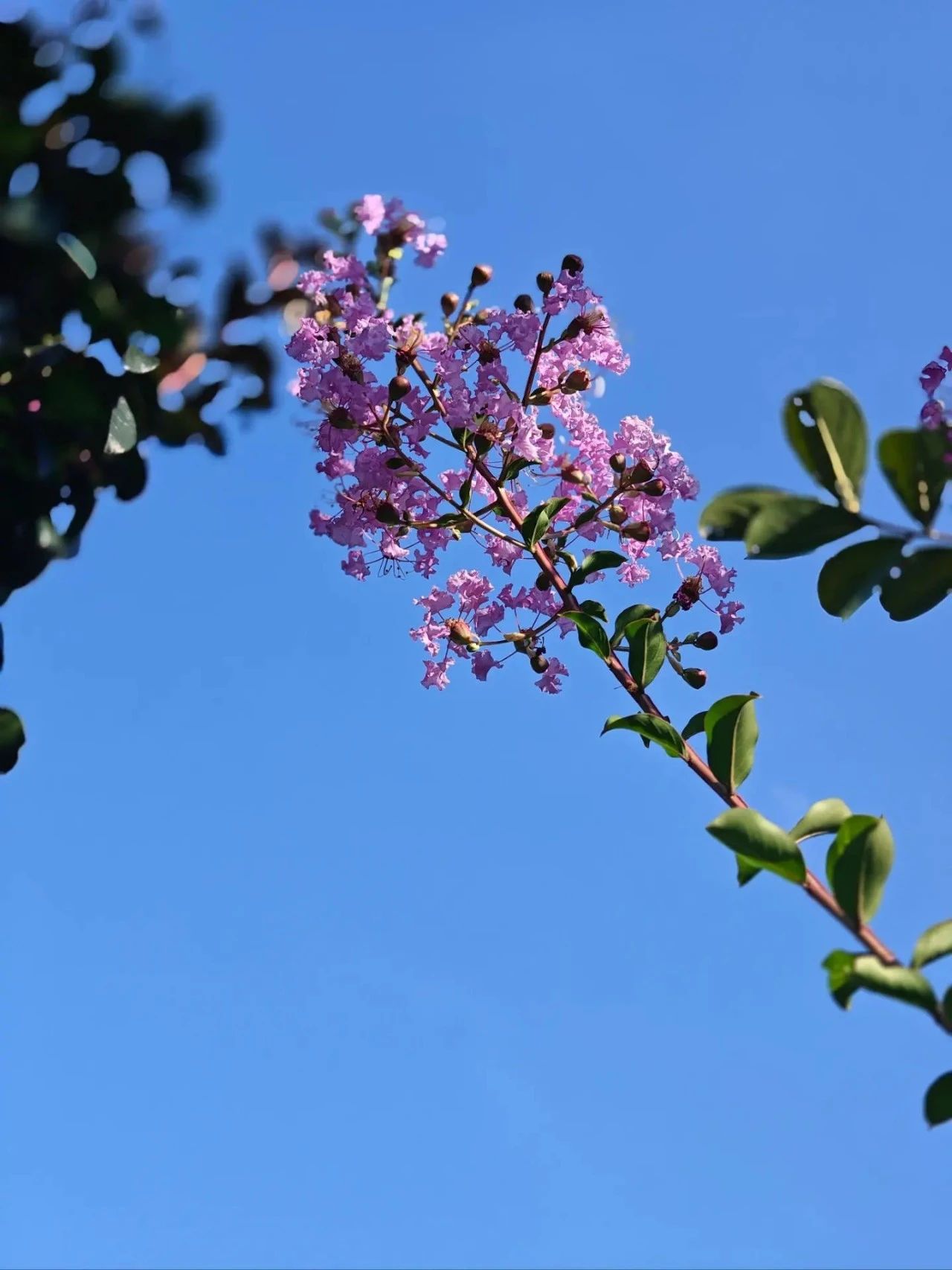 紫薇花开，来西山岛邂逅姹紫嫣红的浪漫→