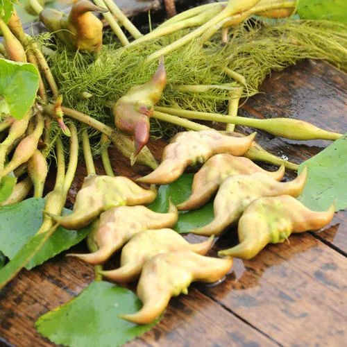 菱角：鲜落落、水灵灵，清甜上市~