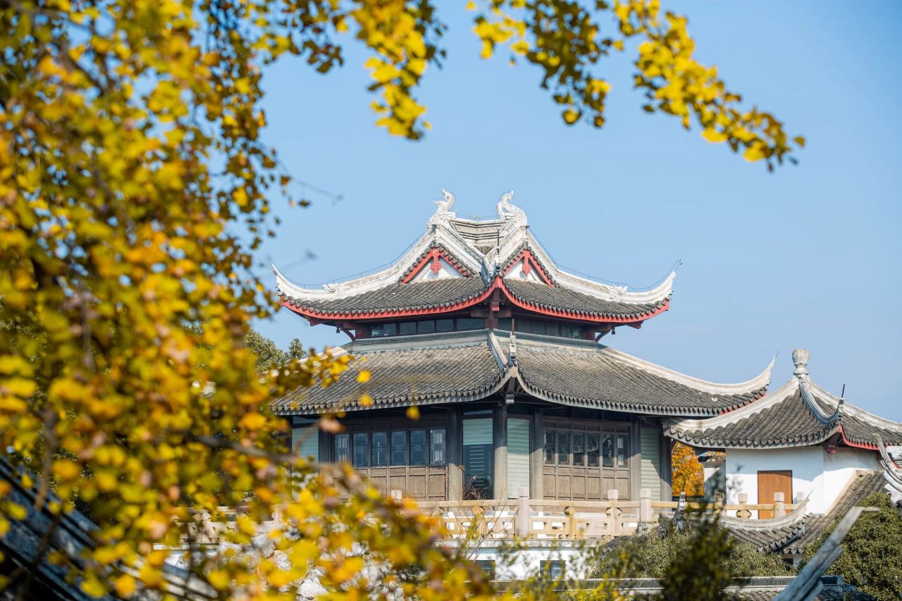 古镇银杏醉！金色浪漫已开启~
