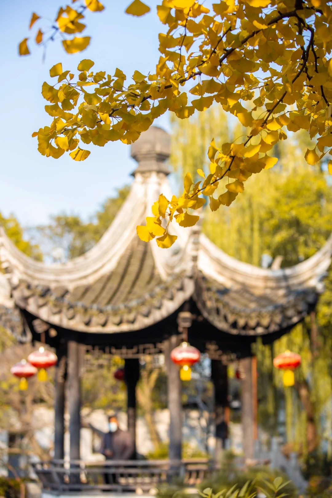 古镇银杏醉！金色浪漫已开启~