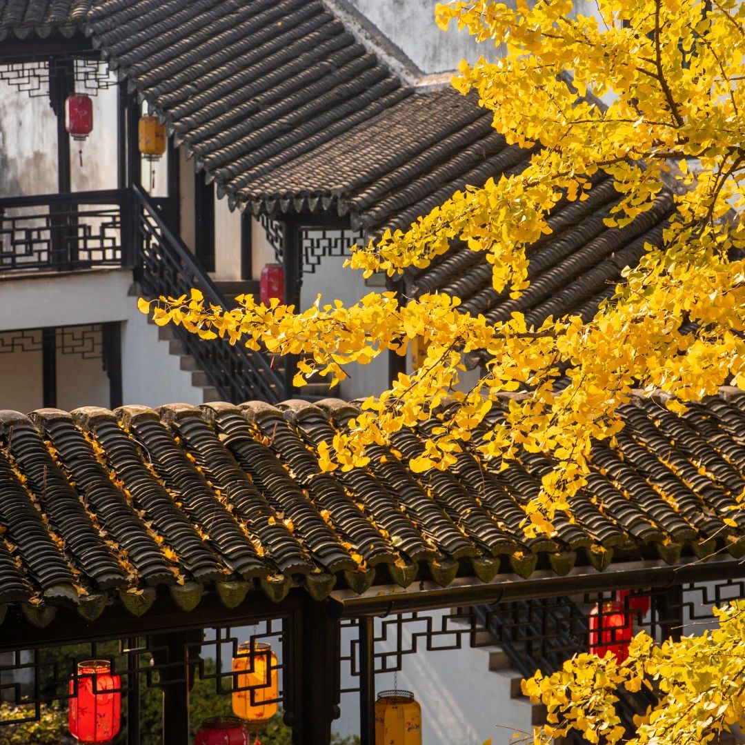 古镇银杏醉！金色浪漫已开启~