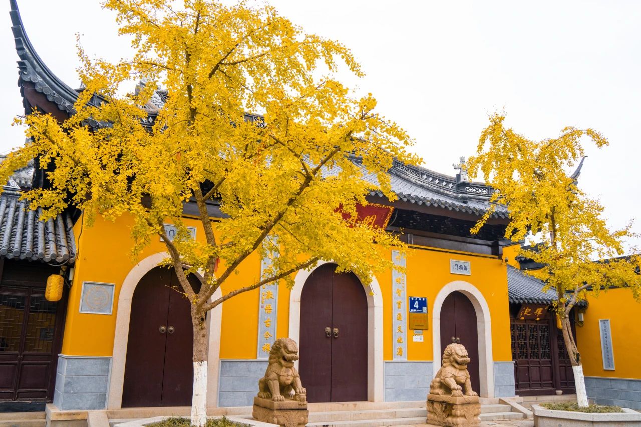 古镇银杏醉！金色浪漫已开启~