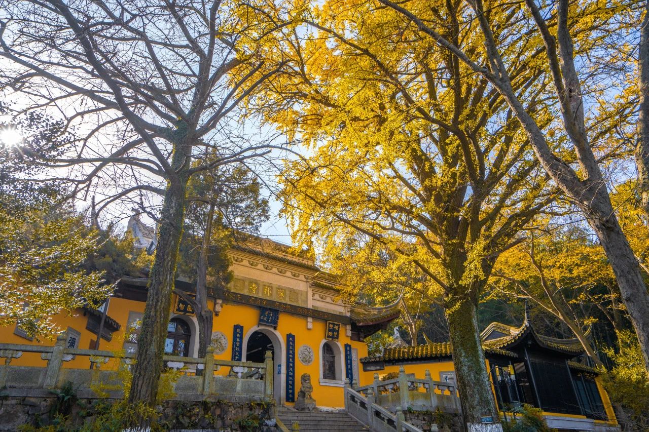 穹窿银杏黄，满山尽带黄金甲