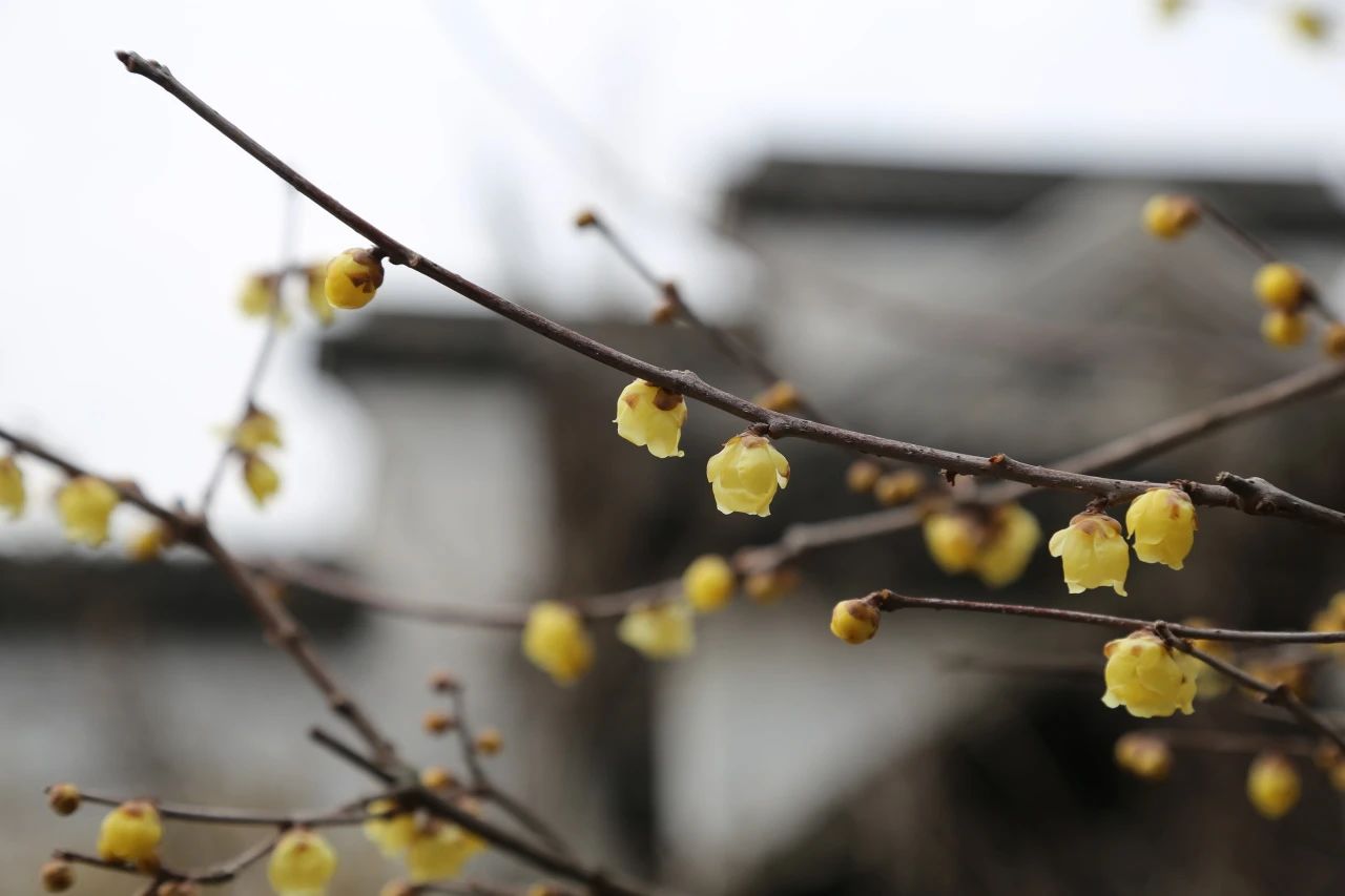 数九寒天，这里的蜡梅火出圈啦！