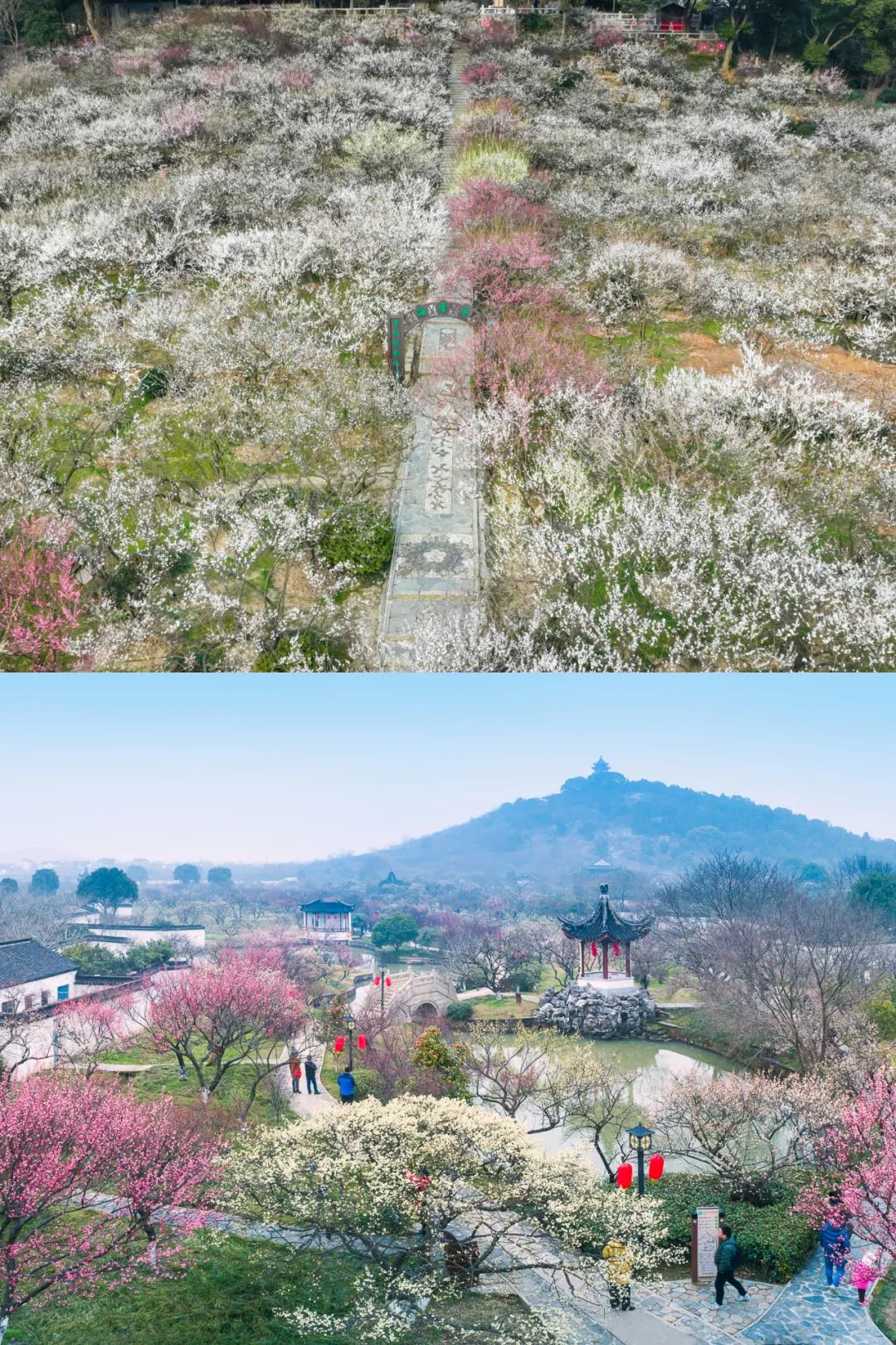接下来的吴中，是一万次的春和景明~