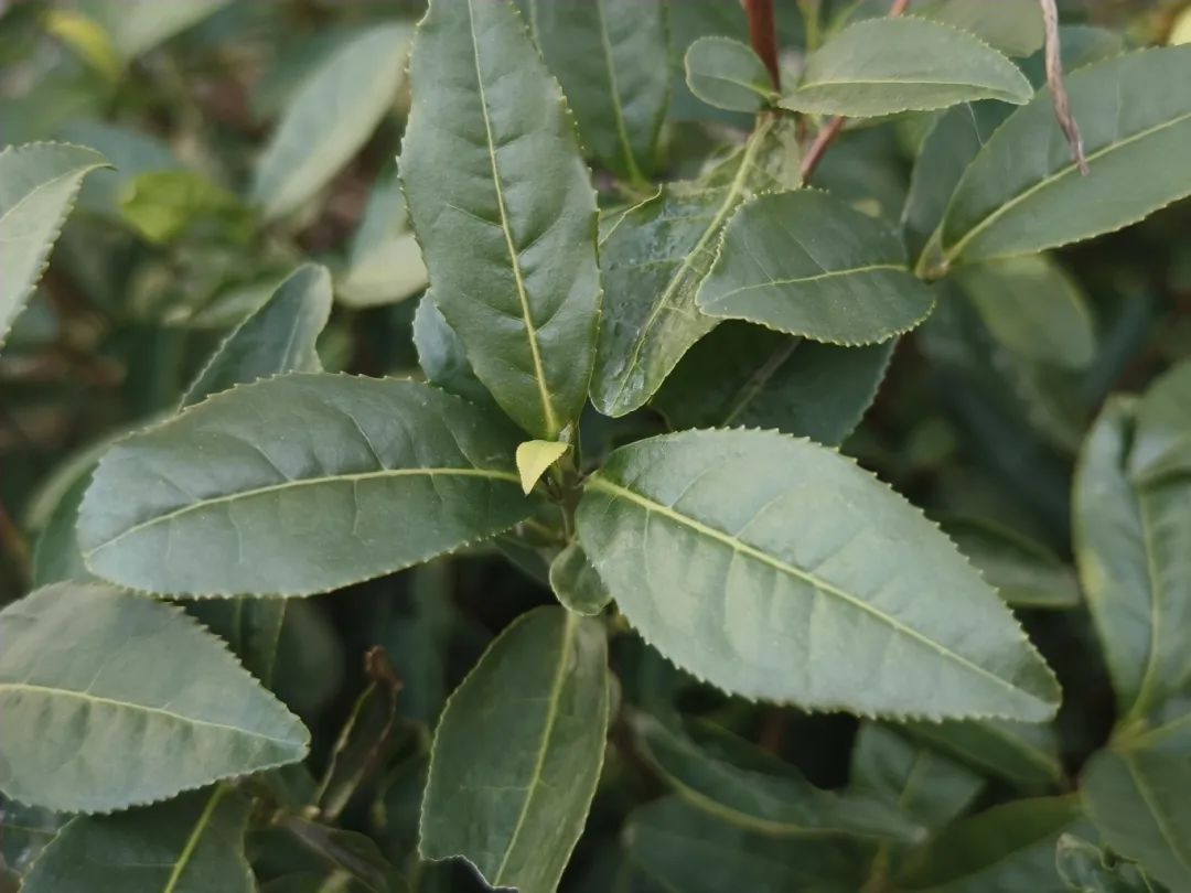 春天的第一杯茶！即将开采！