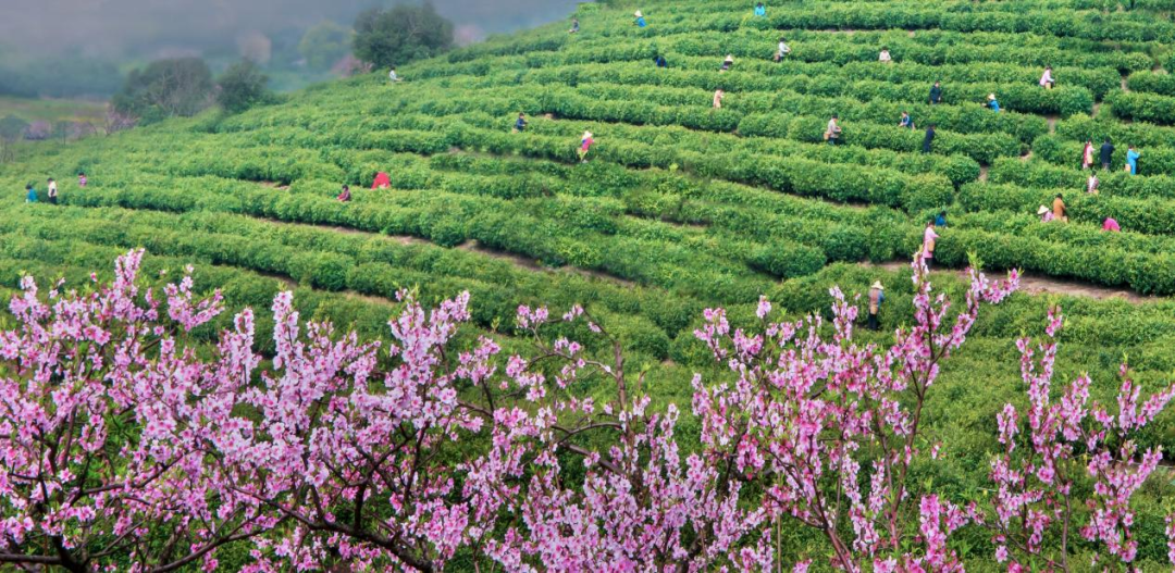 上岛饮茶去！