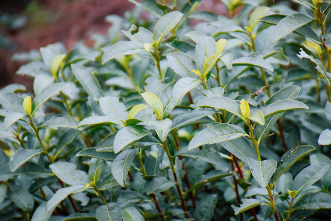 上岛饮茶去！