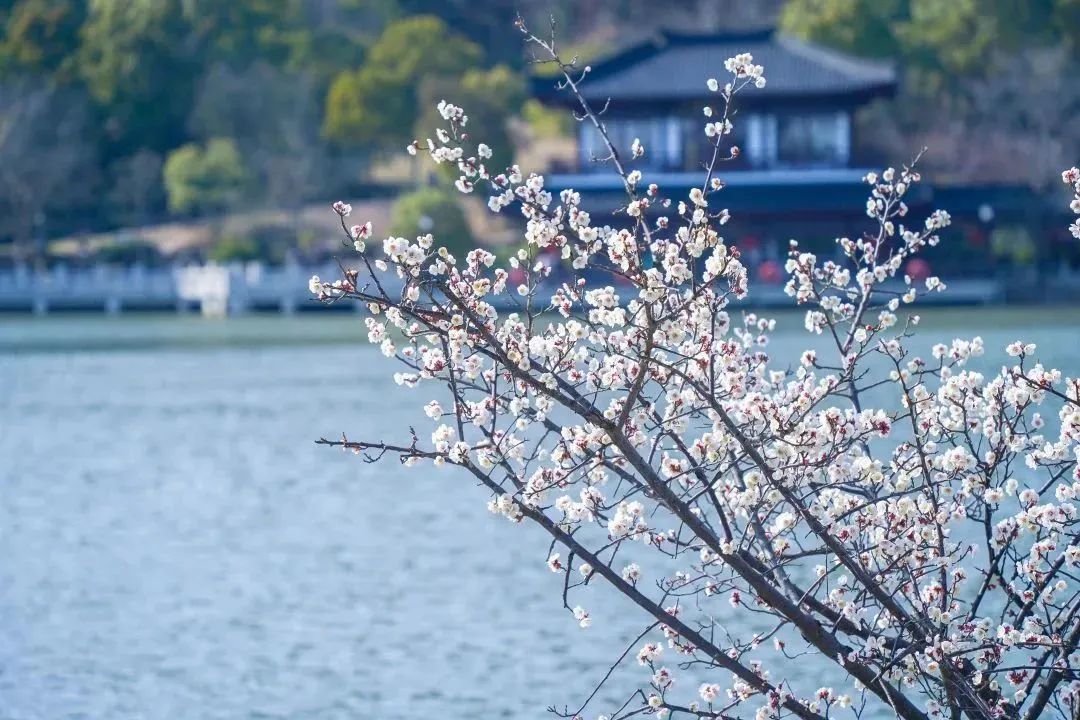 春日“梅”好，持续刷屏~