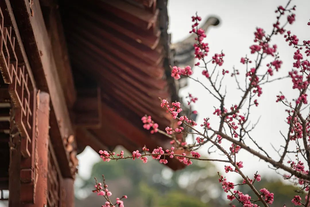 春日“梅”好，持续刷屏~