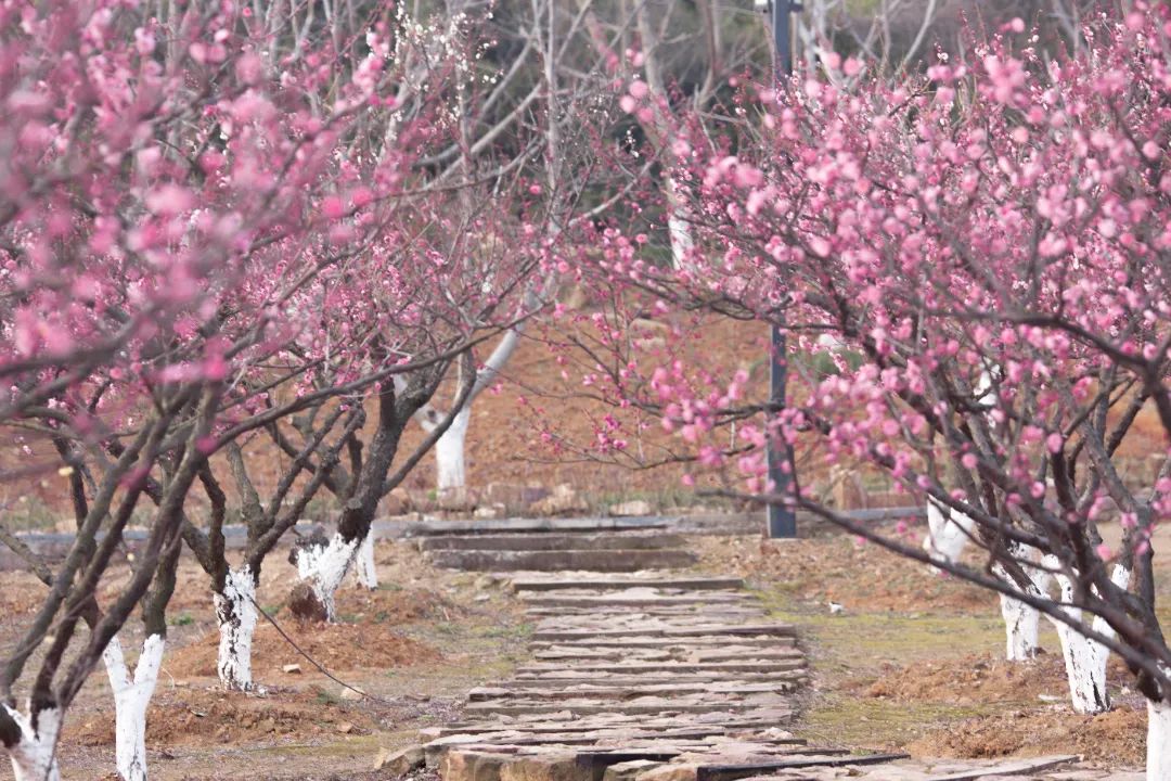 春日“梅”好，持续刷屏~