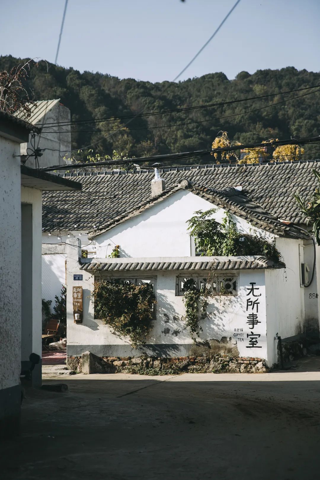 即将开采！太湖茶咖，盘起！