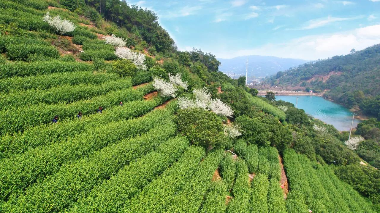 周末开采！洞庭山碧螺春来了~
