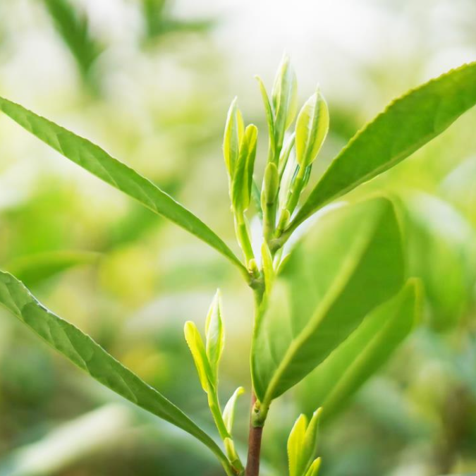 周末开采！洞庭山碧螺春来了~
