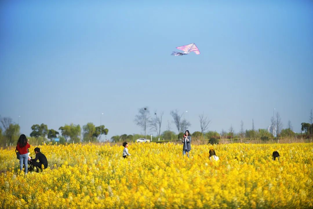 春日来信，有一大片油菜花等你来打卡