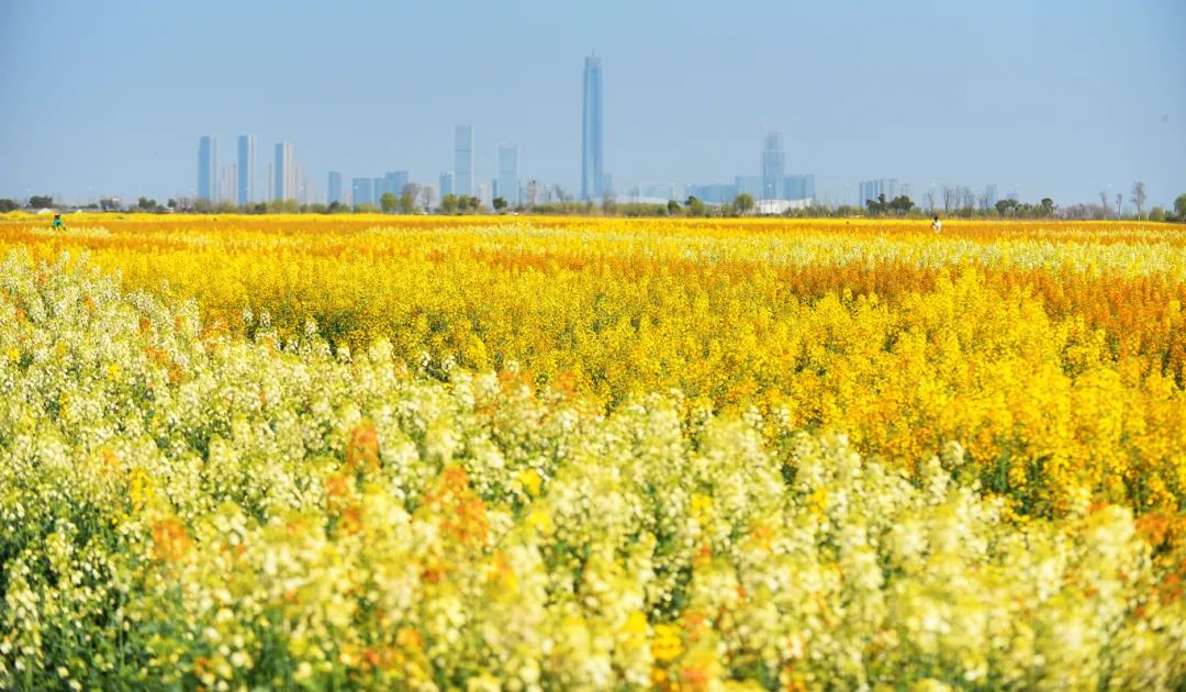 春日来信，有一大片油菜花等你来打卡