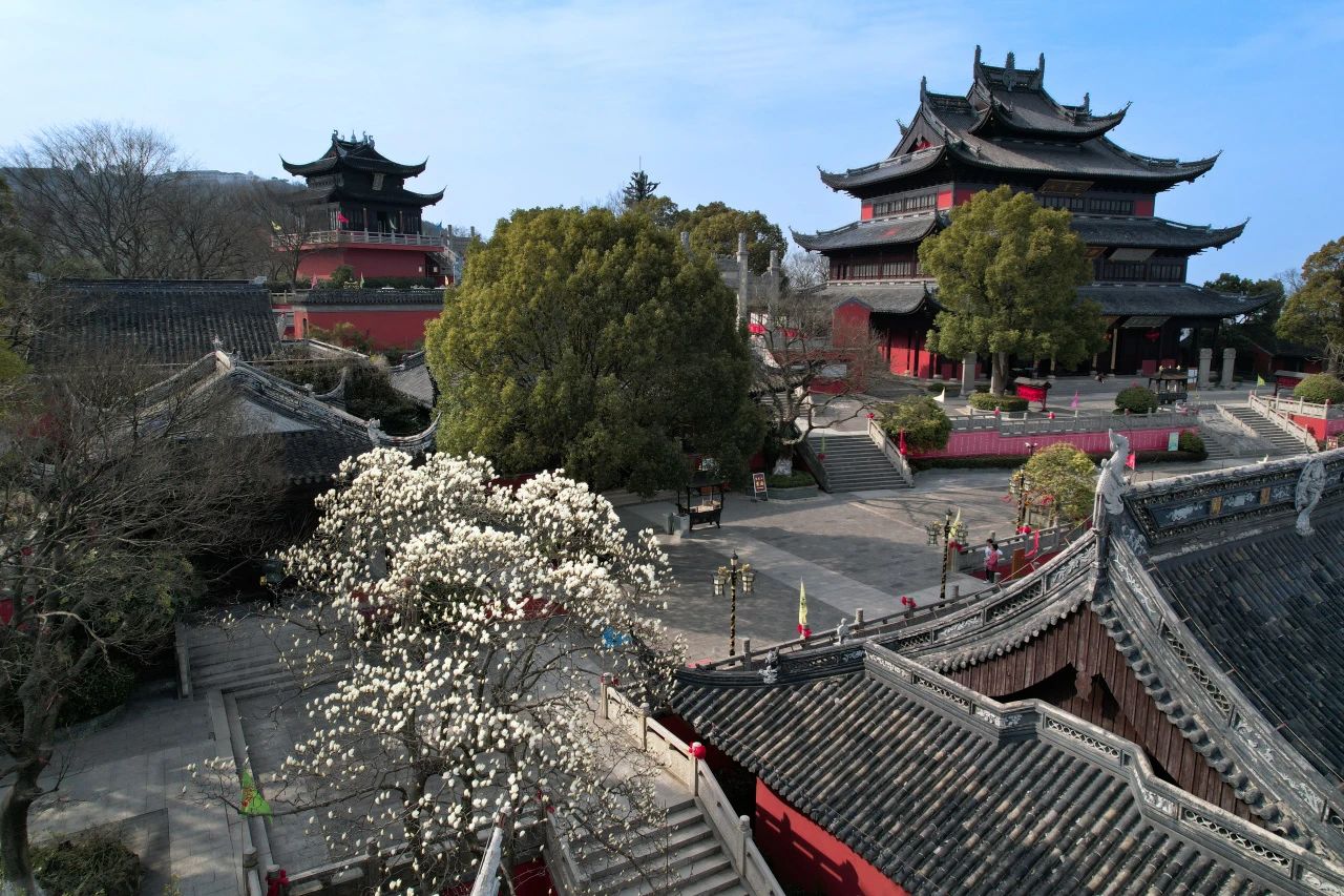 春回玉殿，兰香四溢花又开！