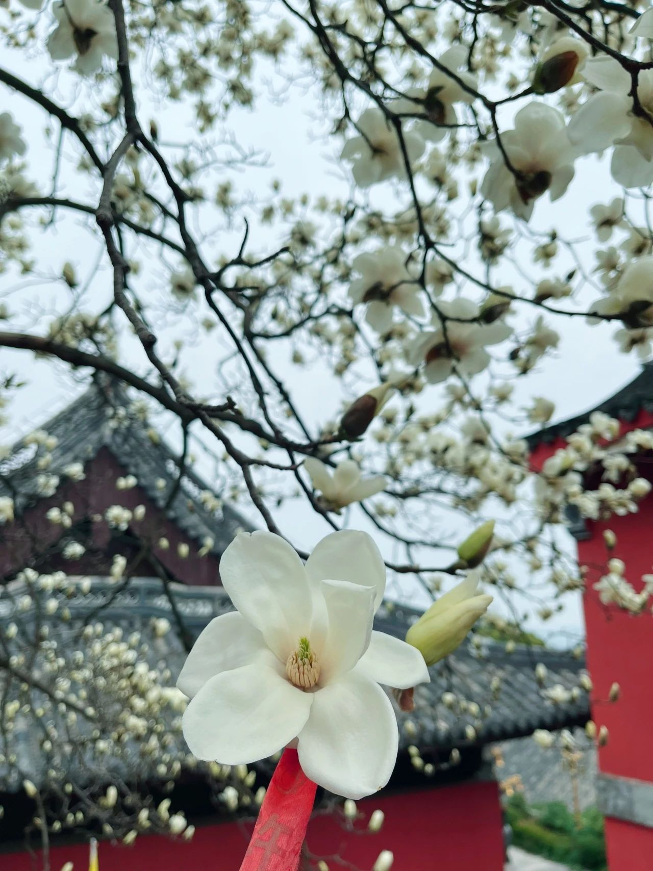 春回玉殿，兰香四溢花又开！