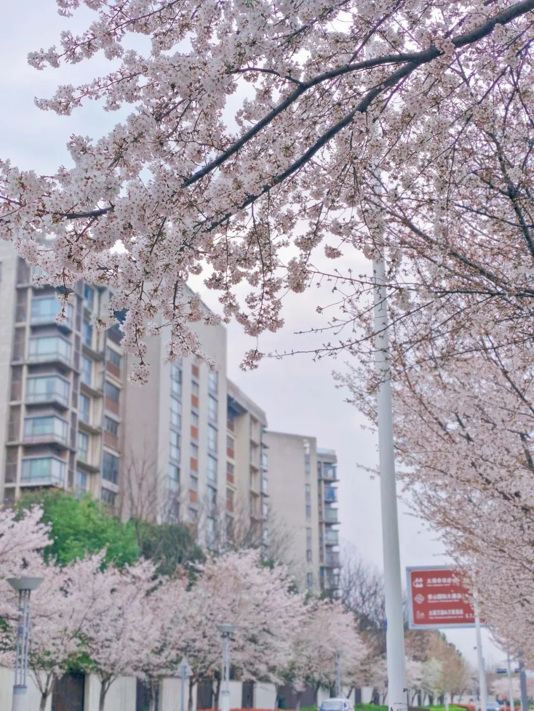 上春山！只为花忙，春日赏樱指南~