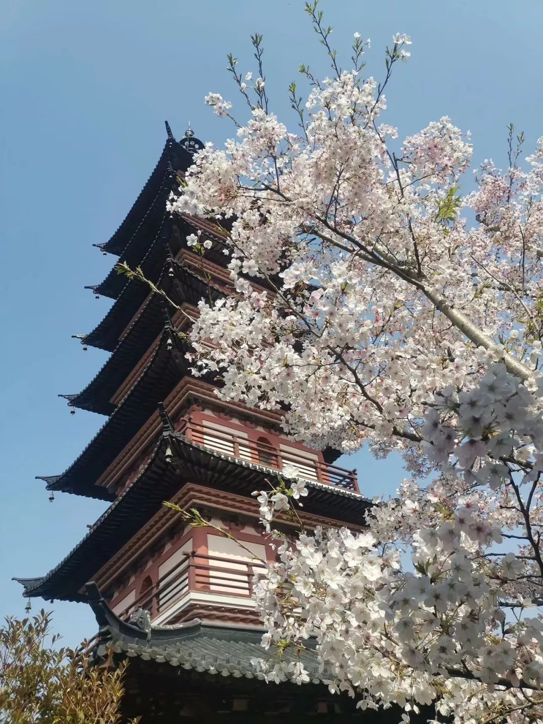 上春山！只为花忙，春日赏樱指南~