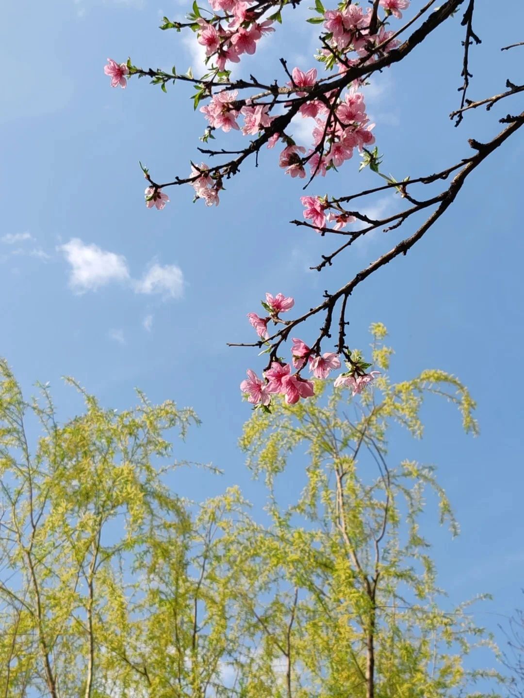 西山岛桃花已上线，快来感受春天的气息！